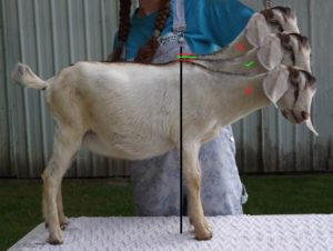 Mastering Goat Height Measurement: A Step-by-Step Guide