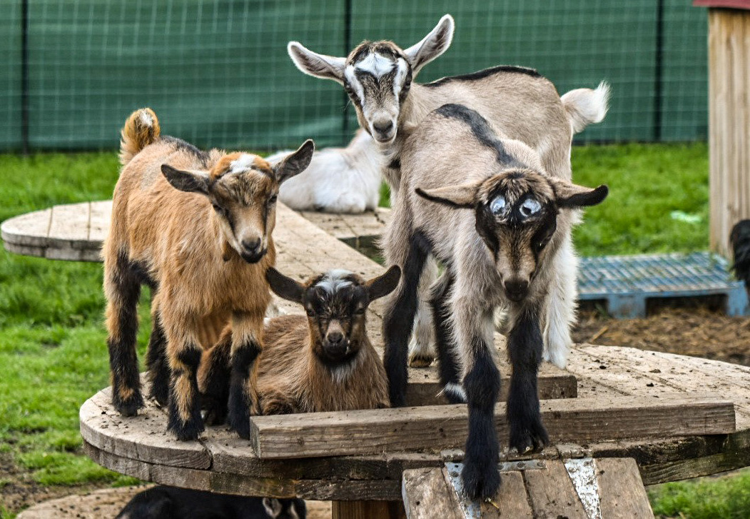 Baby goats on stand