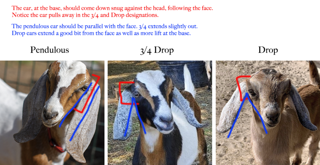 Differences in pendulous ears